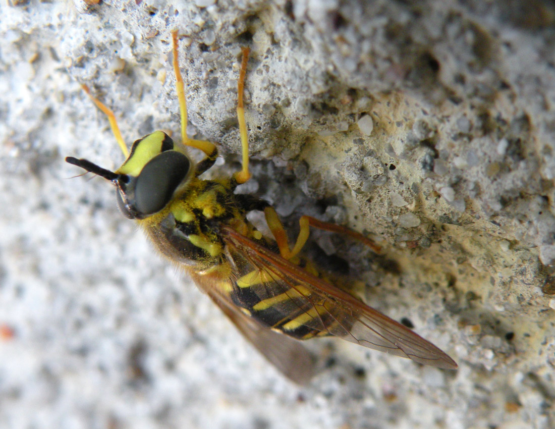 Chrysotoxum vernale?